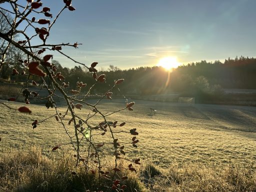 Mars månadsbrev november